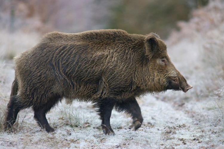 Divlje svinje nadmudrile lovce