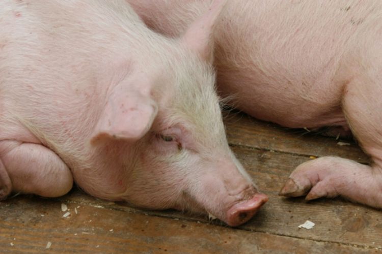 Uvoz stvorio probleme: Višak 5.000 svinja