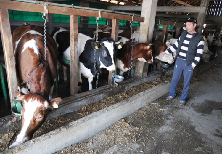 BiH siromašnija za 184.000 grla stoke           