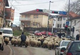 Smetaju im stada ovaca