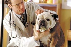 Banjaluka: Veterinar u kućnim posjetama