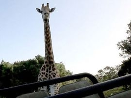 Žirafa jurila turiste tri kilometra