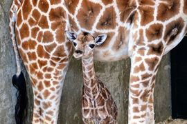 Rijetka žirafa rođena u zoo centru u Konektikatu