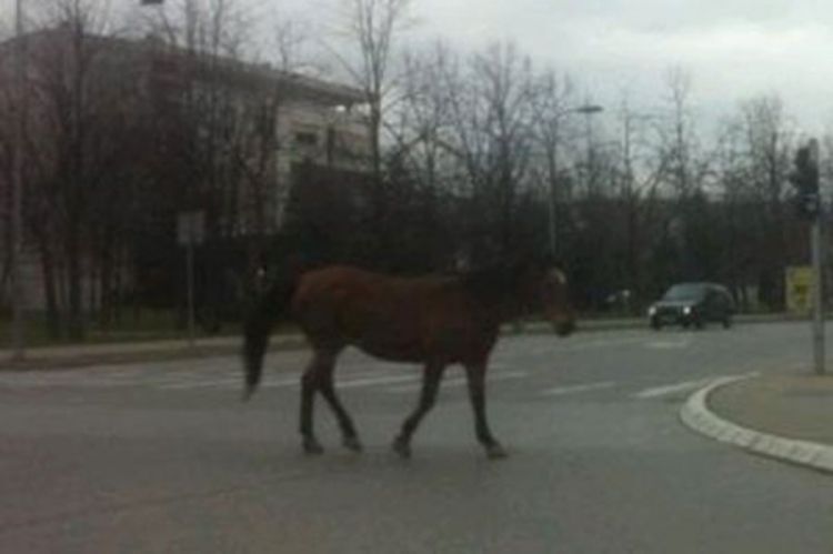 Konj prošetao Banjalukom