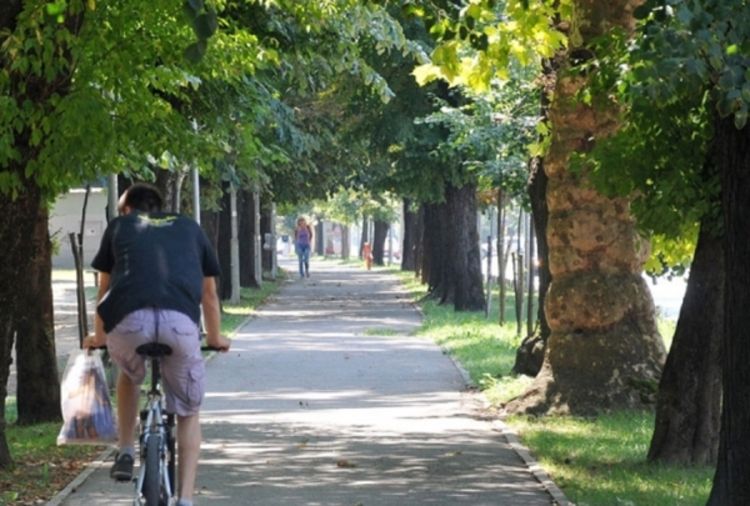 U Banjaluci ima oko 22.000 stabala