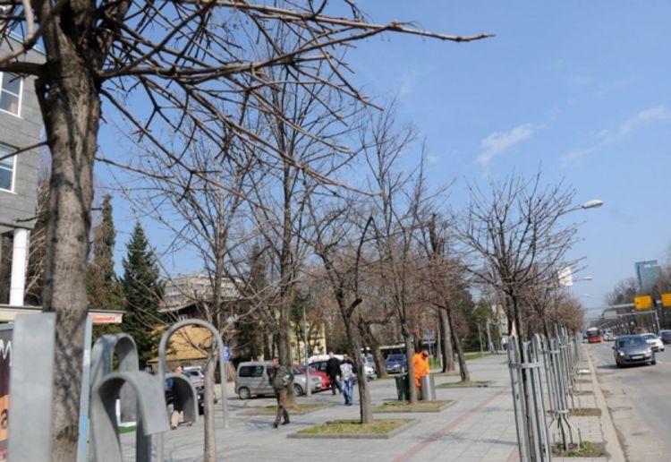 Obnova zelenila