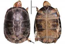 Nestala vrsta kornjače nije ni postojala
