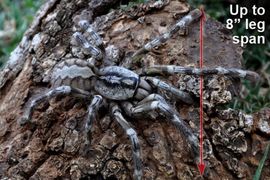 Otkrivena tarantula veličine tanjira