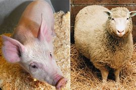 Tvorci ovce Doli, stvorili GMO svinju otpornu na sve bolesti