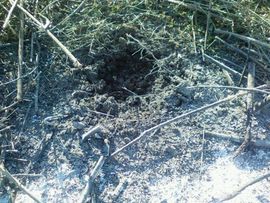 Palili korov i povrijeđeni u eksploziji