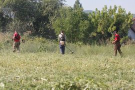 Trava zrela za košenje