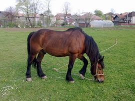 Privedeni kradljivci koji su ukrali konja i kobilu
