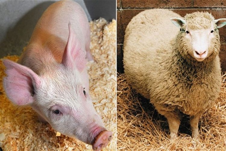 Tvorci ovce Doli, stvorili GMO svinju otpornu na sve bolesti
