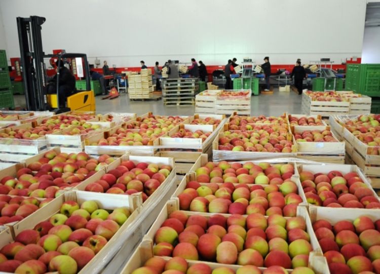 Agroimpex: Cilj udvostručiti proizvodnju