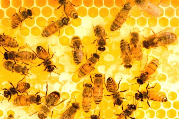 Evropa zabranjuje insekticide koji ubijaju pčele