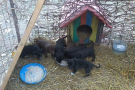 Bijeljina: Rođendanska torta za napuštene pse