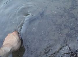 Nepoznata hemikalija zatrovala rijeku Usoru