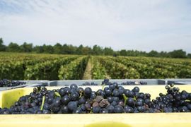 Milion evra za hektar francuskog vinograda