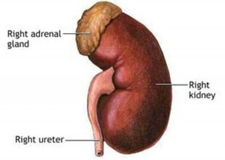 Život pored puta šteti bubrezima?