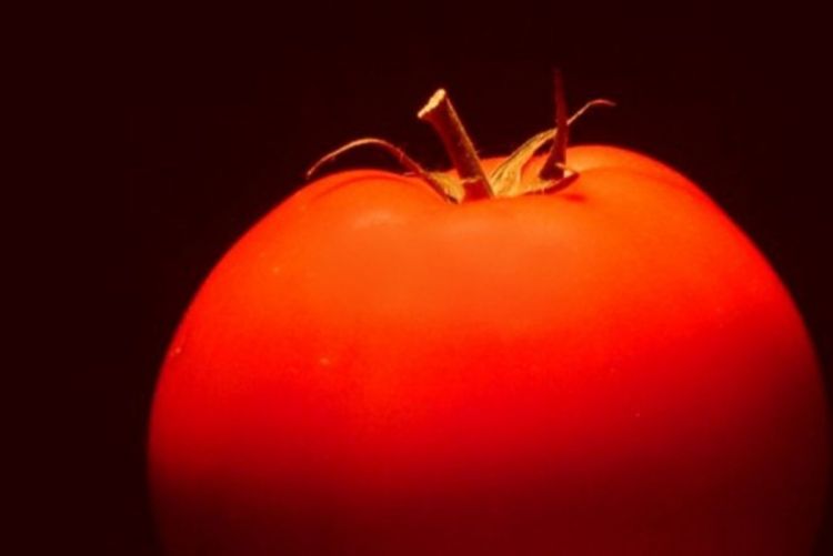 SAD agresivno lobirale za GMO