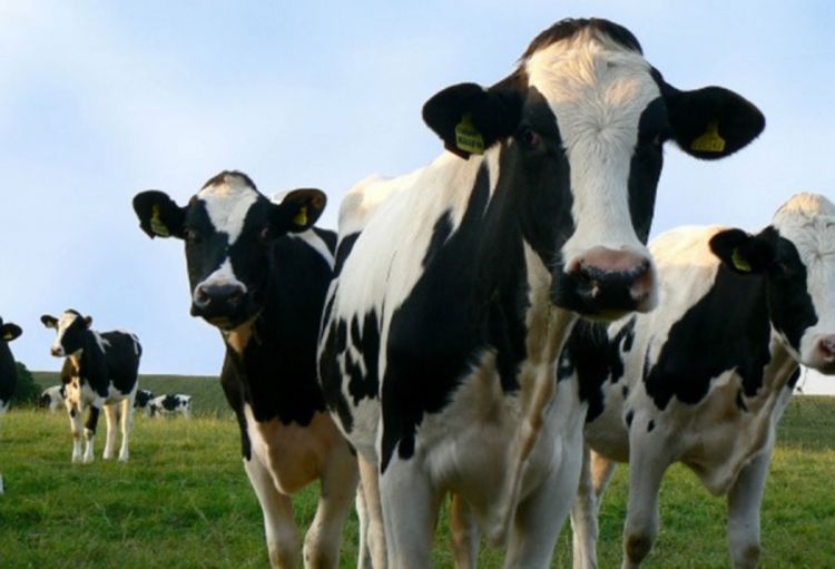 Do 1. jula prednacrt zakona o veterinarstvu?