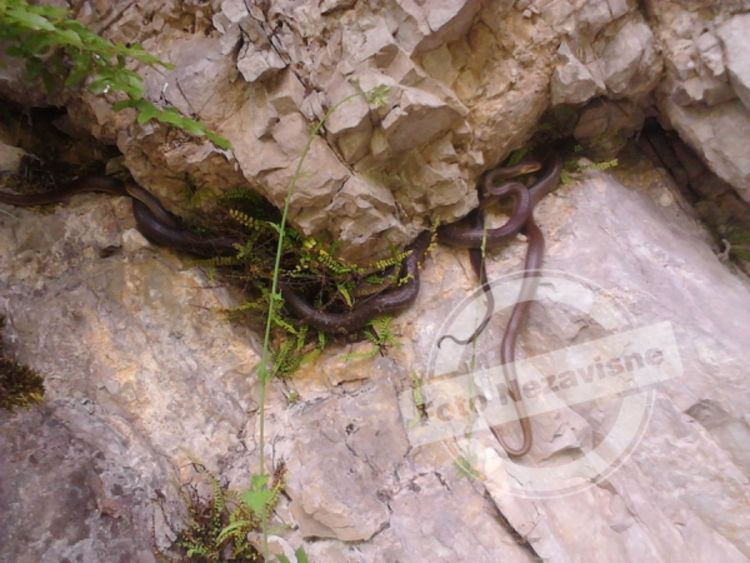 Banjaluka: Zmijsko leglo na Banj brdu