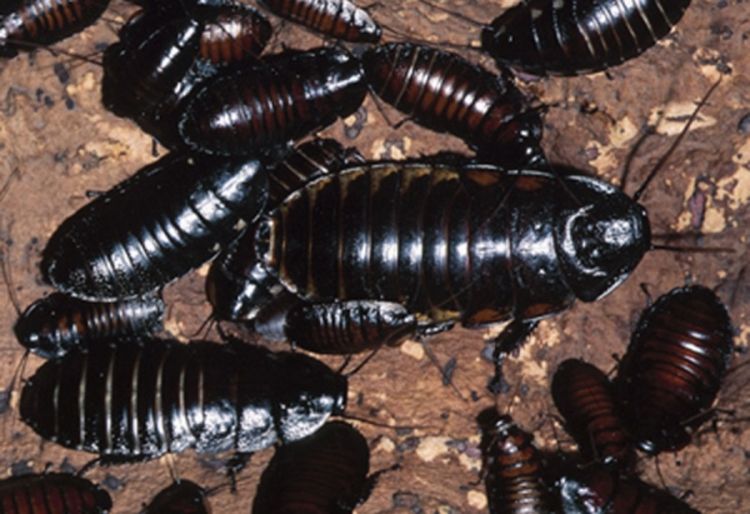 Bubašvabe evoluirale kako bi izbjegle zamke