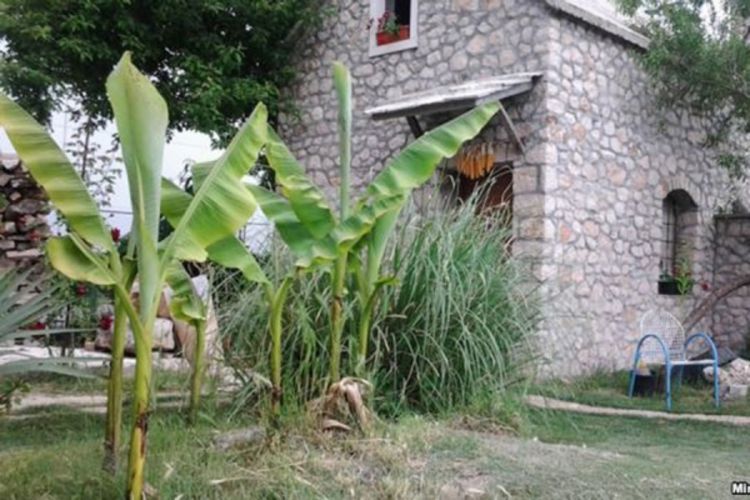 Hercegovačke banane umjesto kupusa