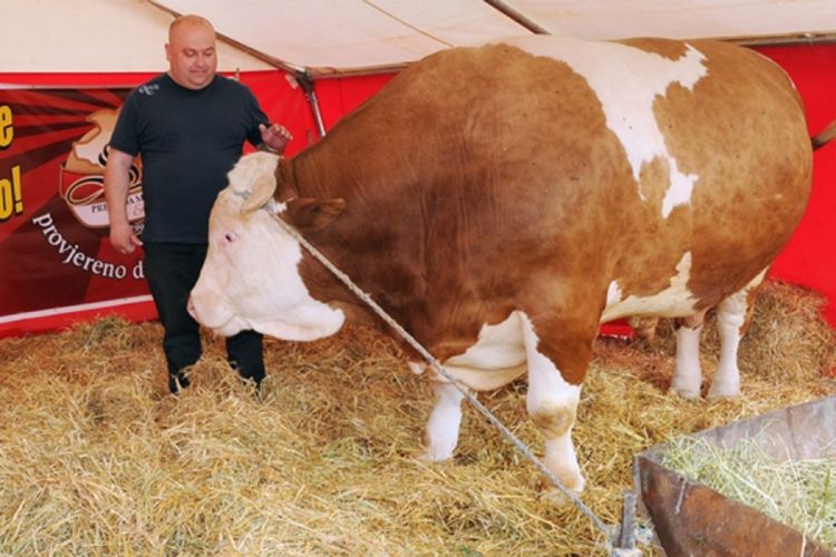 Izložen bik težak više od dvije tone
