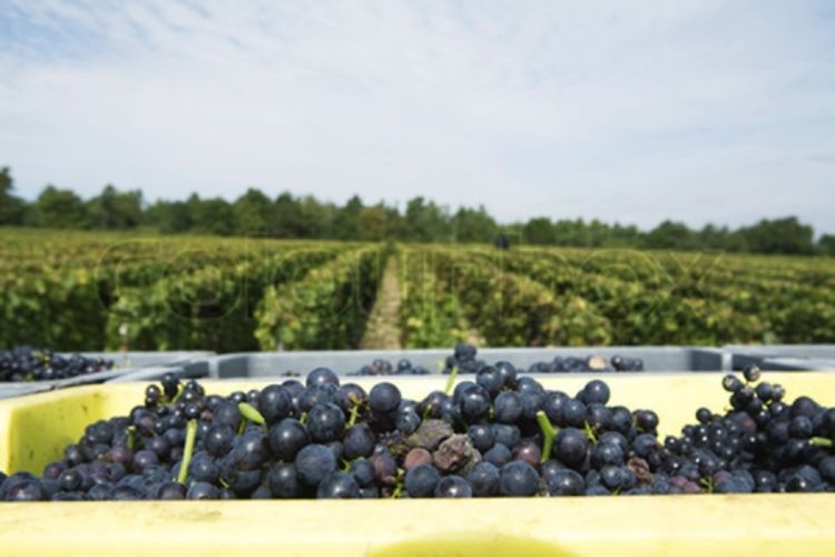 Milion evra za hektar francuskog vinograda
