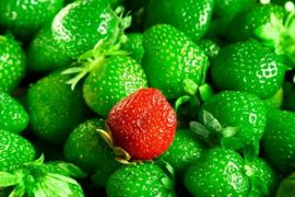 Pogledajte spisak hrane, slatkiša i pića sa GMO