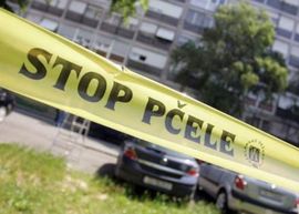 Rijeka: U kutiji roletne na prozoru zgrade živjelo 40.000 pčela ...