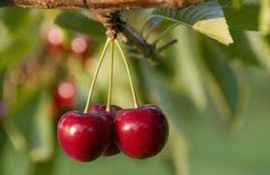 Tokom berbe višanja umrla dva radnika