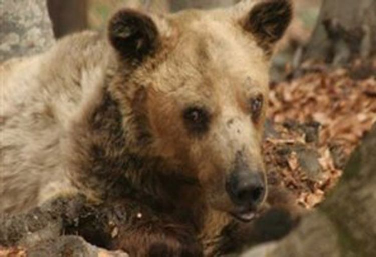 Preminuo najstariji medvjed na svijetu