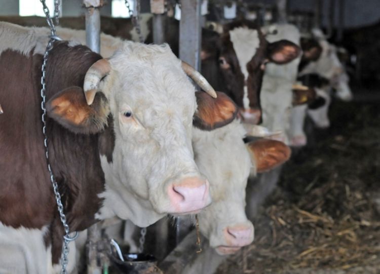 Farme u RS puste, a u svijetu pune kao košnice