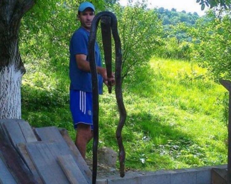 Bihać: Ubili zmiju od tri metra