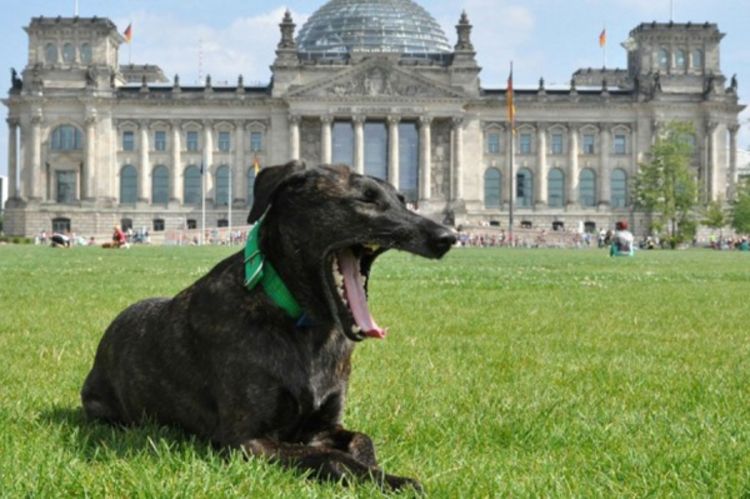 Poslanici traže dozvolu za dovođenje pasa u Bundestag