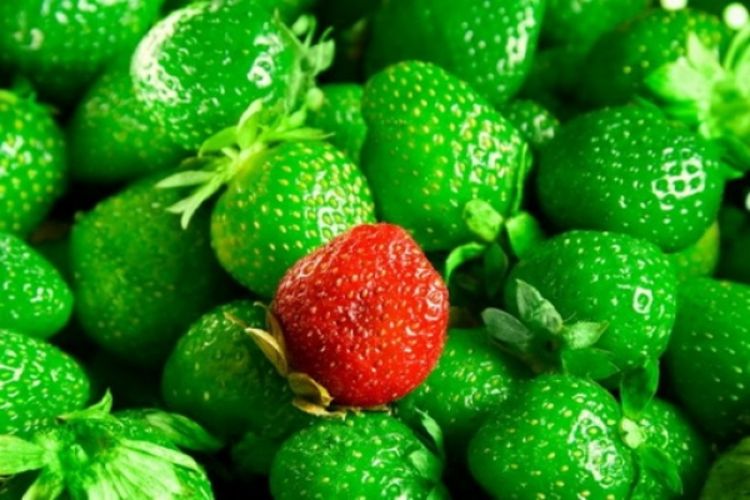 Pogledajte spisak hrane, slatkiša i pića sa GMO