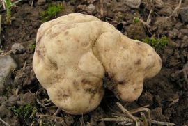 Ponuda za uzgoj tartufa