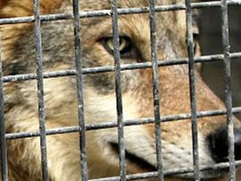 Vuk dječaku odgrizao pola prsta u Zoo vrtu