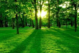 Šume su već spremne na klimatske promjene 