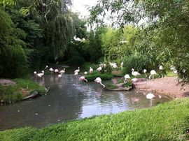Životinje Zoo vrta u Cirihu ljeti dobijaju sladoled