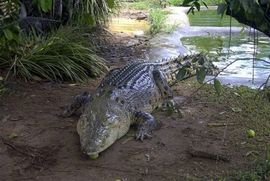 Sjeverna teritorija Australije princu poklonila krokodila