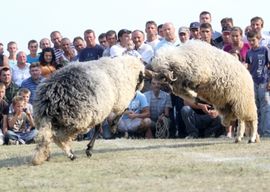 Politika podjelila ovnove u Tesliću