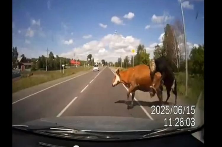  Gledaj i uči: Muškarci, samo na seks misle 