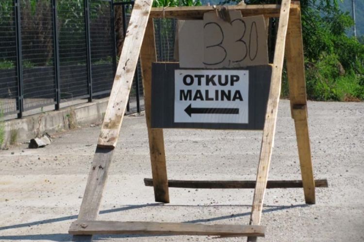 Cijena maline 3,3 KM, isplata odmah