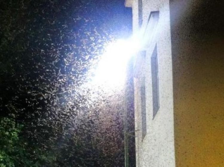 Najezda leptira u Bihaću i Cazinu prestrašila građane