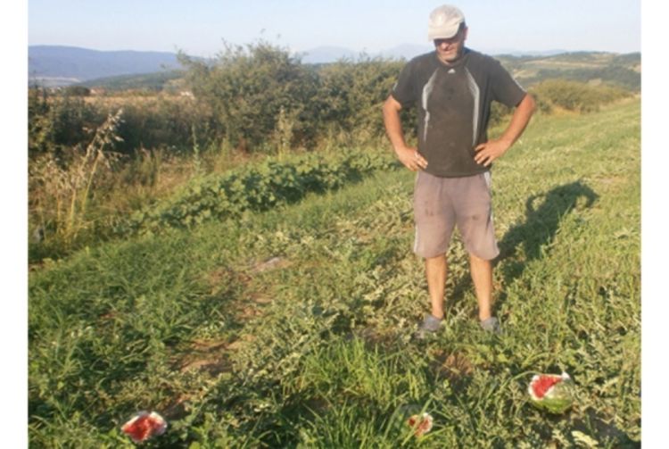 Vukovi pojeli lubenice