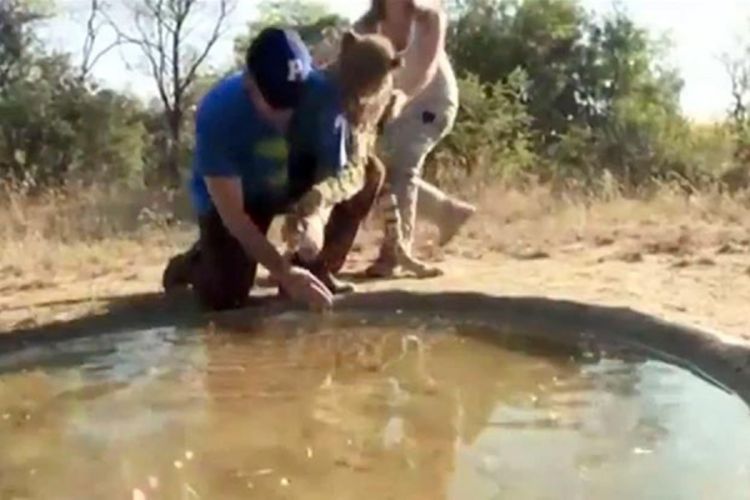 Adama Sendlera napao gepard na safariju