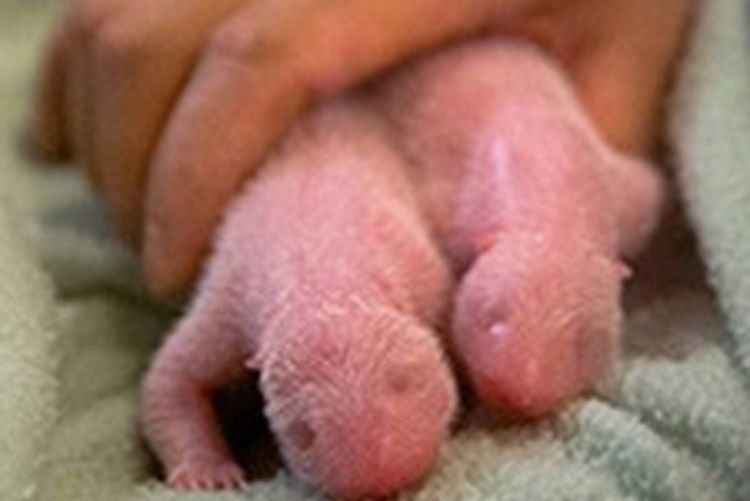 U Atlanti džinovska panda rodila blizance
